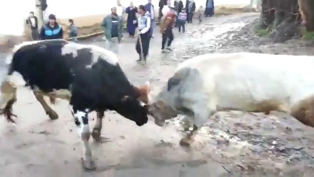 Бка чанг смотреть онлайн