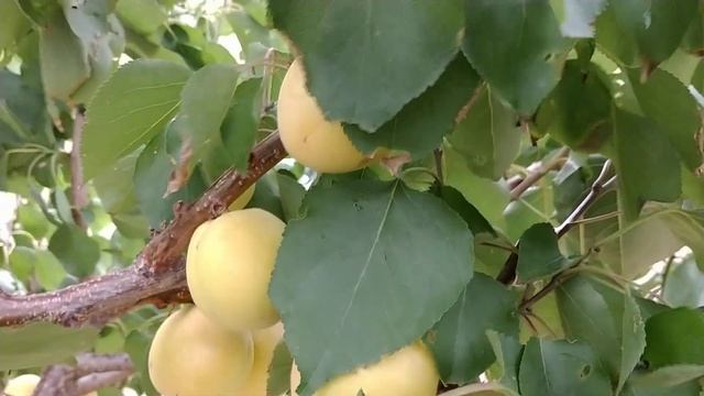 Абрикос априум Кот-н-Канди. Aprium Cot-n-Candi. Вкуснейшие плоды! Урожай 2022. Отзыв от Макси Сад смотреть онлайн
