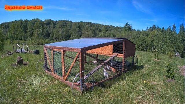 Куриный трактор. Мой первый опыт. #птицеводство