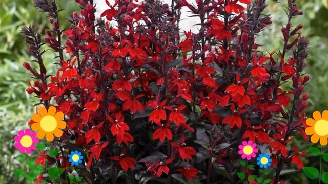 Лобелия прекрасная Scarlet Princess. Краткий обзор, описание характеристик, где купить саженцы смотреть онлайн