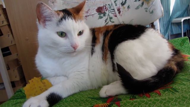 Relations: CatsReal #115 смотреть онлайн