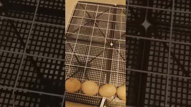 Индоутки.2-я часть.Закладка яиц индоутки в инкубатор. смотреть онлайн