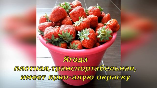 РЕМОНТАНТНАЯ КЛУБНИКА СОРТА"КОРОЛЕВА ЕЛИЗАВЕТА 2"?️ КАК ЗАРАБАТЫВАТЬ, ВЫРАЩИВАЯ КЛУБНИКУ НА УЧАСТКЕ смотреть онлайн
