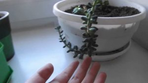 Как размножить седум Моргана?