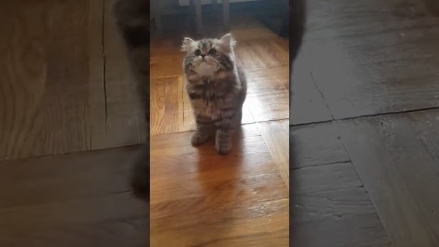 очень игривая шотландская девочка хайленд (длинношерстная) смотреть онлайн