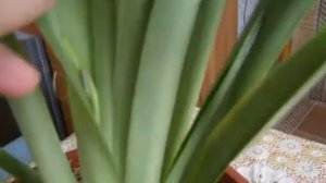 Орхидея  Мильтония . В чем проблема?