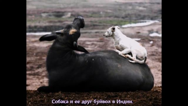 Необычная и невероятная дружба жывотных. Unbelievable unlikely animal friendships compilation. смотреть онлайн