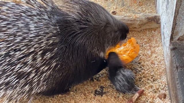 Самоизоляция Изабеллы и Анфисы в зоопарке "Садгород" смотреть онлайн