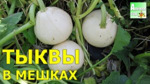 ТЫКВЫ В МЕШКАХ 2016. Выращивание в мешках и урожай / Огород в контейнерах