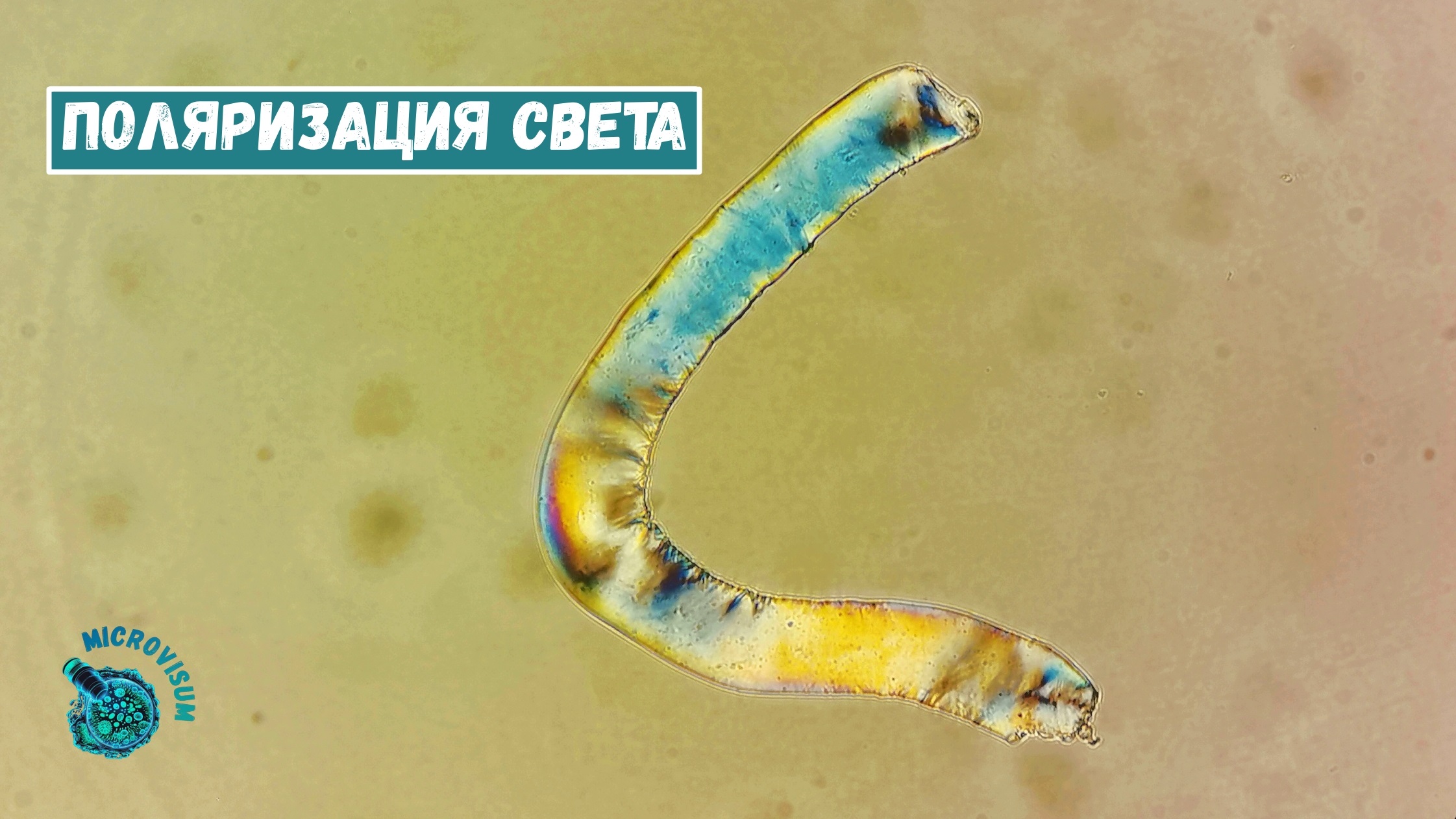 Красивый эффект поляризации света на фрагменте водоросли смотреть онлайн