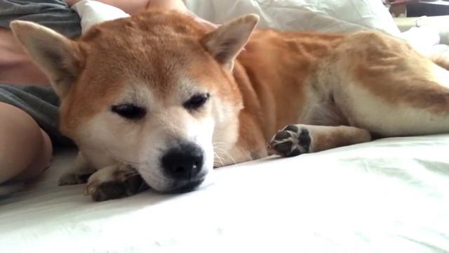 Утренние нежности ♥ Morning relax ♥ SHIBA INU ♥ СИБА ИНУ смотреть онлайн