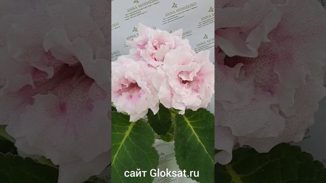 САТ-Бриджит 🥰🥰🥰 цветы13-13,5 см #глоксинииСАТ#глоксинии#семенаглоксинии#купитьсемена#купитьглоксини смотреть онлайн