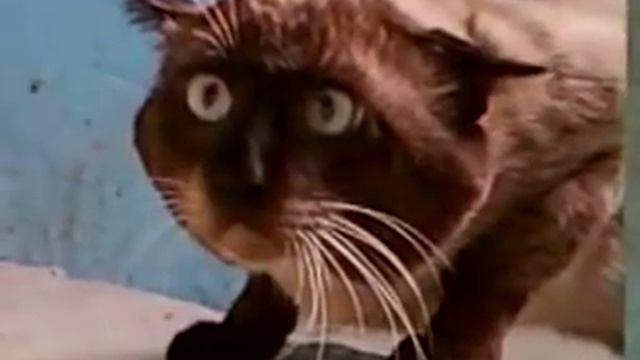 Очень странный кот. Что вам надо? Что вам нужно? Что вы хотите? смотреть онлайн