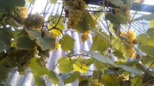 Универсальный сорт винограда Ананасный вкусный и надежный