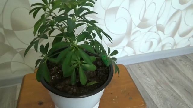 Шеффлера уход и особенности ухода в домашних условиях МОИ ЦВЕТЫ. смотреть онлайн