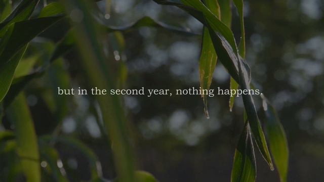 The Secret of the Giant Bamboo | Buddhist Short Story смотреть онлайн