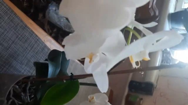 ОРХИДЕИ🌸ЦВЕТЕНИЕ В АВГУСТЕ. КРАТКИЙ ОБЗОР. #цветениеорхидей# #комнатныецветы# смотреть онлайн