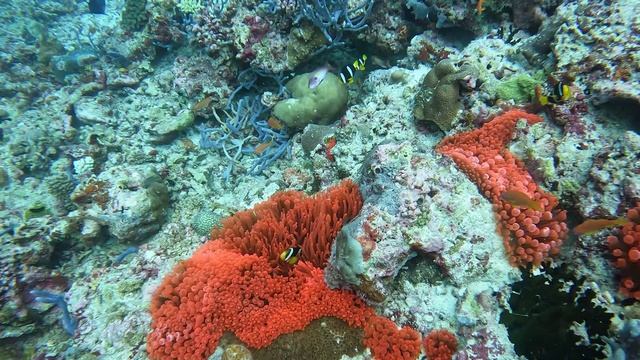 оранжевые Aнемоны голубые кораллы