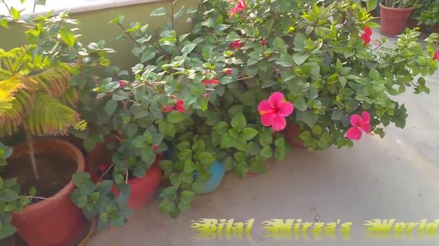 63 - How to grow sunflowers from seeds at home "Update" December 2016 (URDU/HINDI) смотреть онлайн