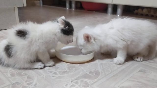 котята первый раз едят молоко смотреть онлайн