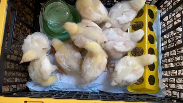 Бройлеров Росс меняю на Кобб 500 смотреть онлайн