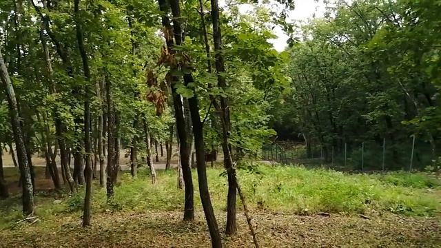 24.08.21.Как было "до" покоса травы.СВУ, лагерь.11 соток. +79241232444 Стороженко Владимир смотреть онлайн