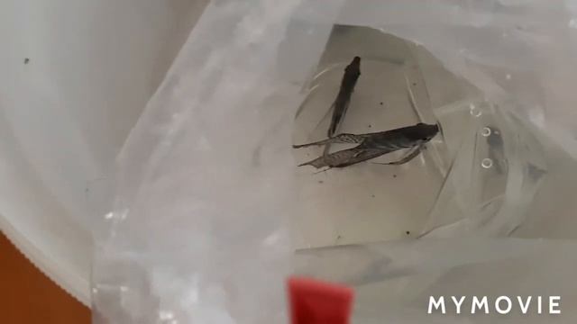 Как адаптировать покупную рыбу к своей воде.#Будни аквариума смотреть онлайн