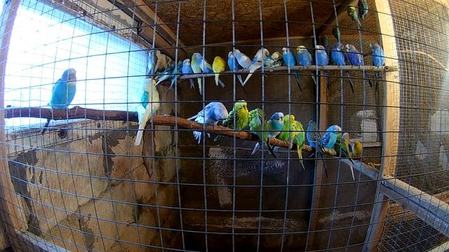 Волнистые попугаи переехали на зимние квартиры смотреть онлайн