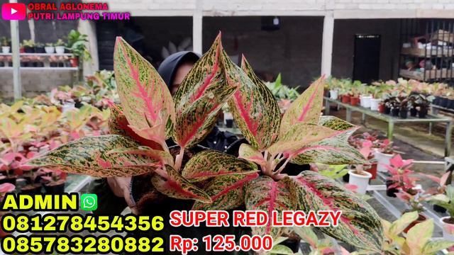 TERBARU DAPETNYA BANYAK HARGA NYA EKONOMIS DI KANTONG 😘 LARIS MANIS