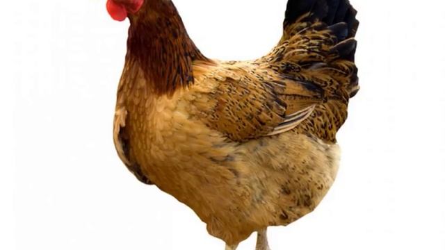 лучший куриный клубняк!!!! - Петух и Курица - Кококо!!! смотреть онлайн