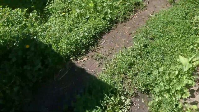 началось в деревне утро ХРОНИКИ ДНЯ смотреть онлайн