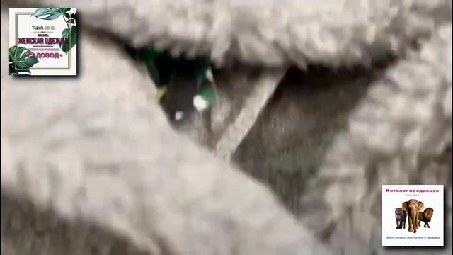 Женские толстовки тедди барашек - мягкие и теплые от продавца рынка Садовод 2в-12 Камол! смотреть онлайн