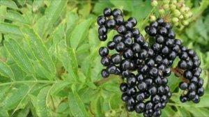 Как отпугнуть комаров. Убийственные ароматы