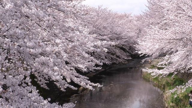 2015恩田川の桜4K 撮影（長尺版 ）by HC-X1000 смотреть онлайн