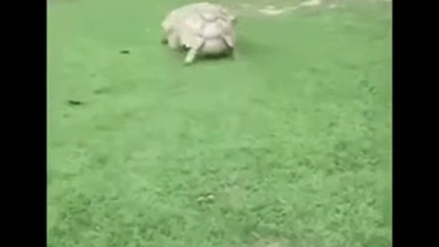 Щшло смотреть онлайн