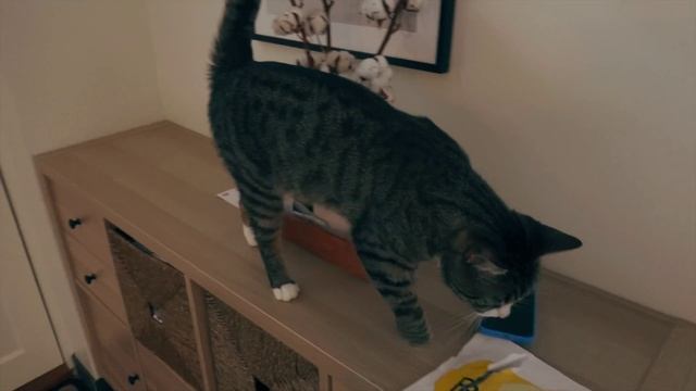 ?VLOGMAS 1 | Юлбурд в Гранд отеле | Новые правила в Швеции | Мышки на ёлку | Цветочный магазин смотреть онлайн