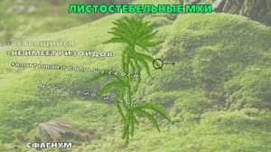 Ботаника.Мохообразные.Общая характеристика мхов.