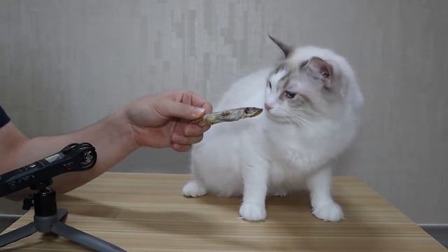 고양이, 강아지 열빙어 먹방,asmr смотреть онлайн