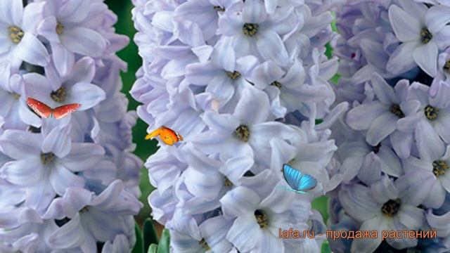 Гиацинт садовый Блу Айз (hyacinthus Blue Eyes) ? обзор: как сажать, луковицы гиацинты Блу Айз