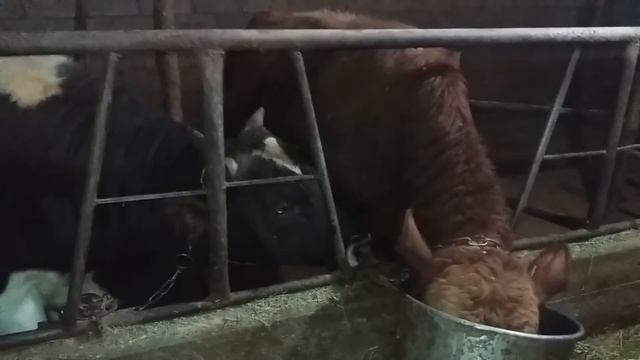 (44) расход корма на одного быка в сутки смотреть онлайн