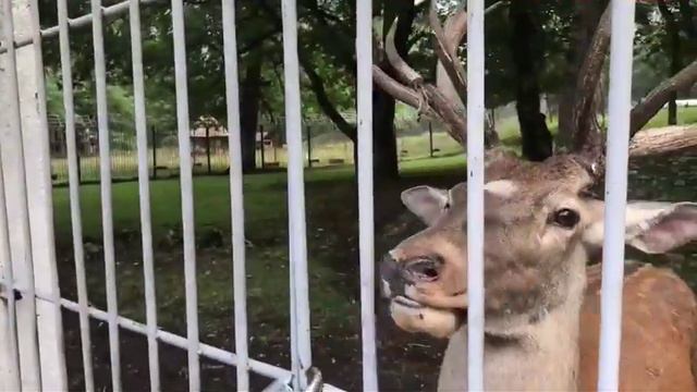 Тебердинский заповедник смотреть онлайн