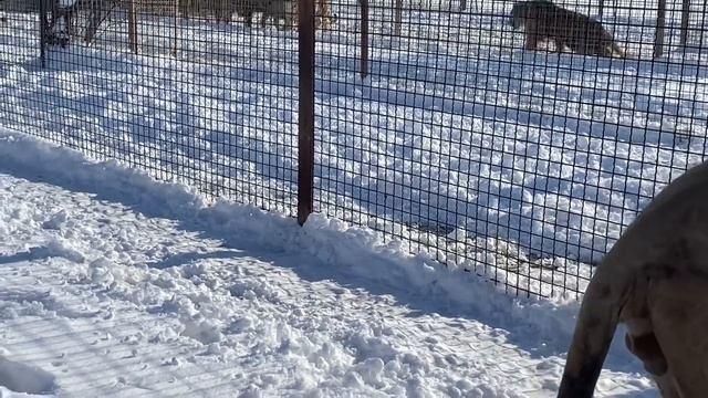 Львица Лола выдрессировала и любимого Марселя и ТИГРОВ ! смотреть онлайн