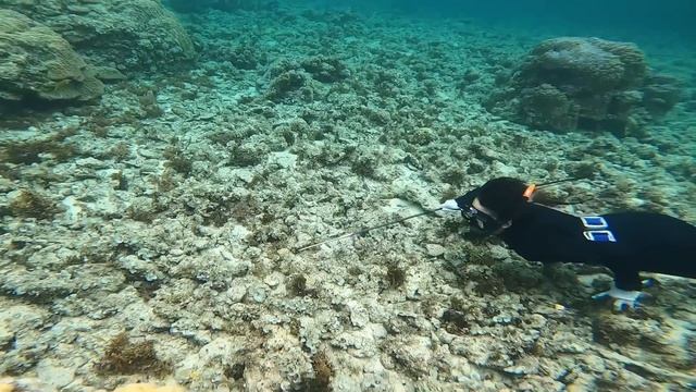 【削除覚悟】サメに手モリをブチ込むと、、突進してきた！ смотреть онлайн
