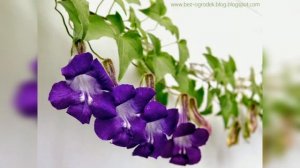 Однолетние лианы для сада. 5 самых неприхотливых и красивоцветущих однолетних лиан.