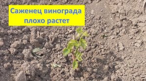 Плохо растет саженец винограда...