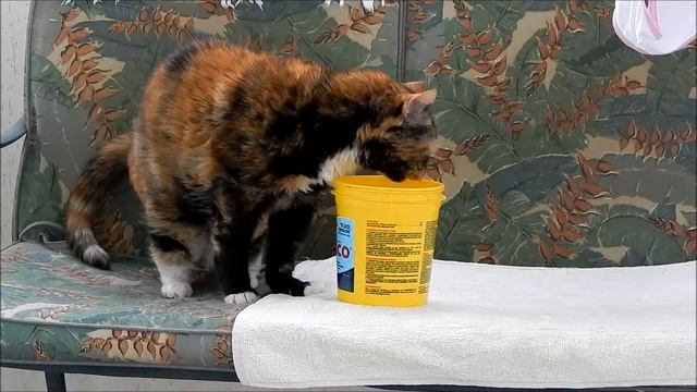 How to Make an Old Cat Drink Water! смотреть онлайн