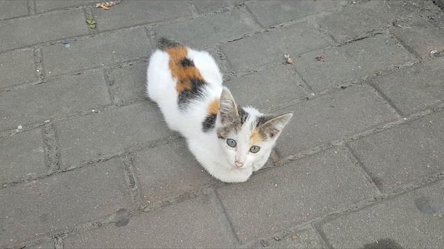 Маленький трехцветный котенок спит. Трехцветные котики приносят счастье. Маленький талисман удачи смотреть онлайн