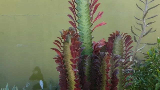 Christmas Cactus - 25 Dec 2019 - Euphorbia TRIGONA RUBRA African Milk Tree Rare Cactus Plant Exotic смотреть онлайн