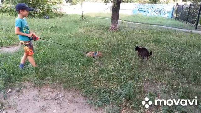 Когда наша кошка Сонька встретила чужую кошку смотреть онлайн