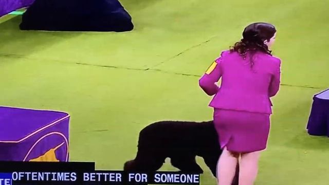 Simone, The Irish Water Spaniel смотреть онлайн